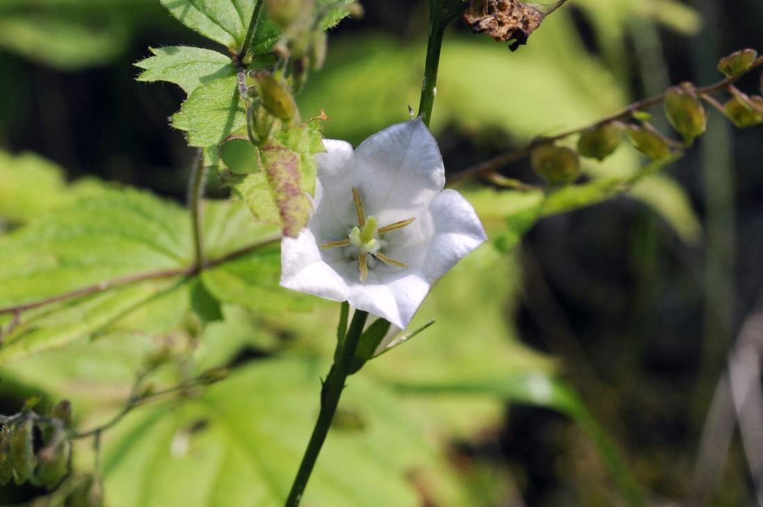Monte Monfenera (TV):  Campanula persicifolia